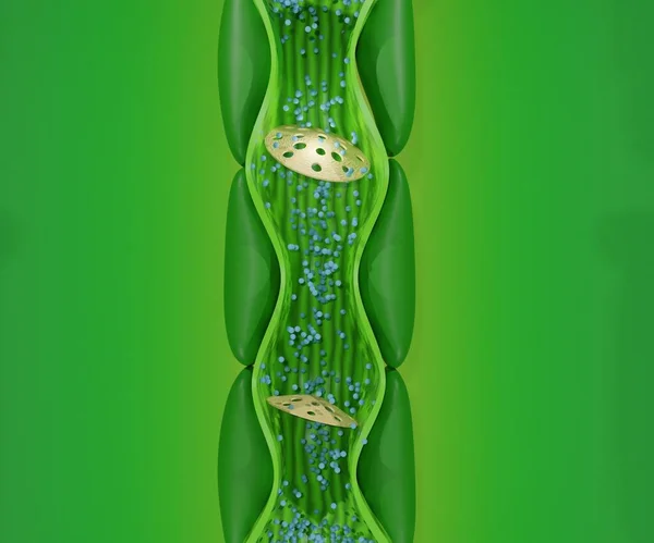 茎植物からの内部花序構造 — ストック写真