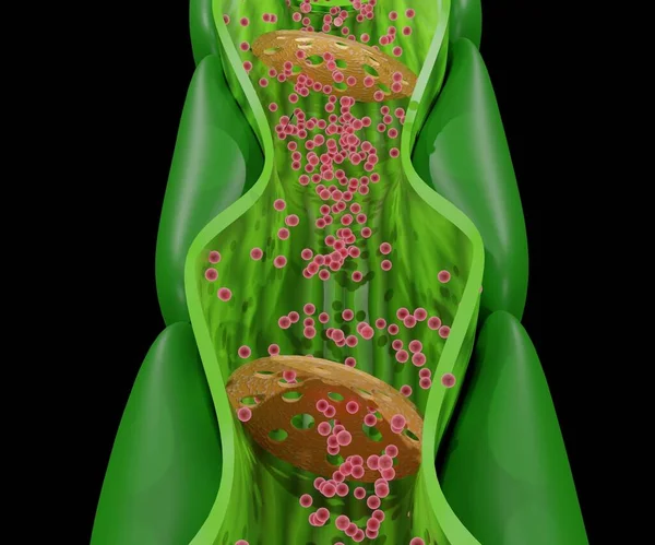 Interne Phloem Struktur Aus Der Stammpflanze — Stockfoto