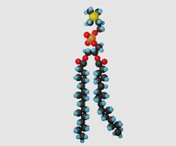 Wyizolowana Struktura Cząsteczek Fosfolipidowych Renderowania — Zdjęcie stockowe
