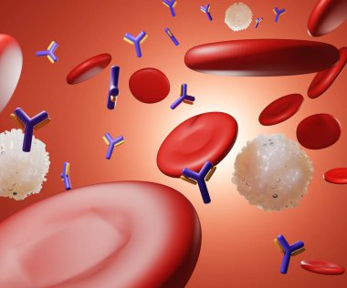 Bağışıklık sistemi başlangıçta kan akışındaki antikorların üretimini içerir.