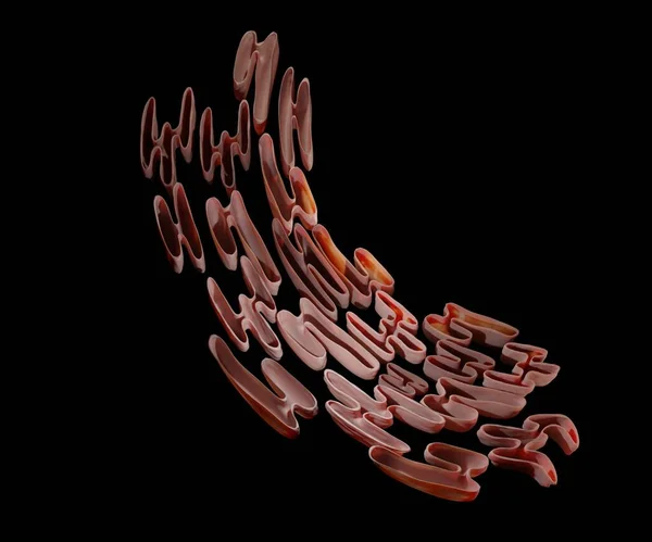 子宮内膜および細胞核3Dレンダリング — ストック写真