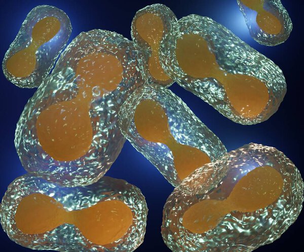 smallpox virus or variola virus (VARV) belongs to the genus Orthopoxvirus 3d rendering