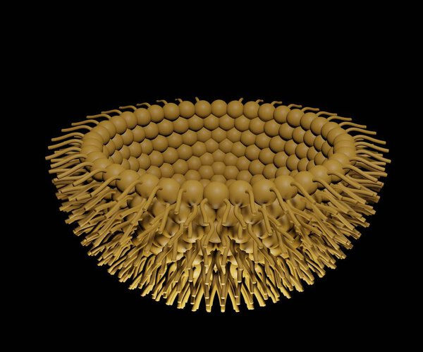 Обратная мицелла - это мицелла, в которой неполярные и полярные фазы играют обратную роль, а ориентация молекул-сюрфактантов инвертируется 3d рендерингом.