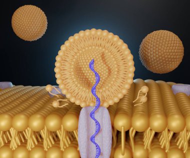 liposome RNA hücrenin 3d zarına aktarılıyor