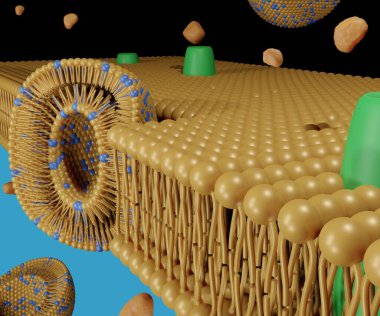 Transferler ultra deformasyon taşıyıcılarıdır. Bu da lipid bilayer 3D işleme sisteminde çeşitli ilaç moleküllerinin dağıtımını kolaylaştırır.