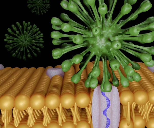 Lipid bilayer membranlı 3D görüntüleme yoluyla virüs tarafından DNA transferi