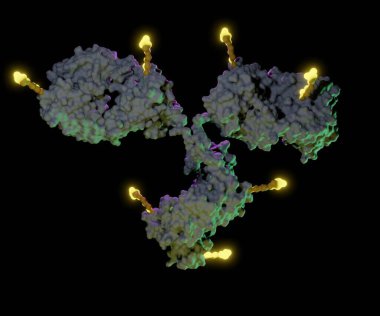 Antibody drug conjugates (ADCs) are targeted medicines that deliver chemotherapy agents to cancer cells 3d rendering clipart