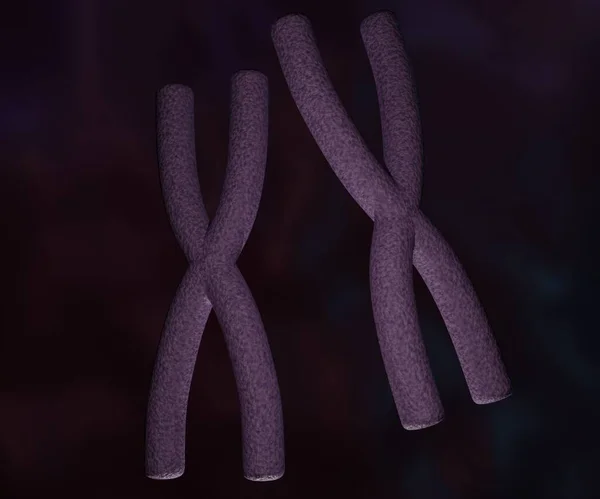 Chromosomes Genetic Females Have Two Chromosomes Rendering — Stock fotografie