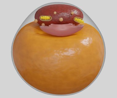 Adipocytes, also known as lipocytes and fat cells. Isolated white adipose cells 3d rendering