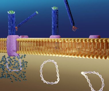 Life cycle of filamentous bacteriophage M13 in phospholipid bilayers 3d rendering