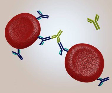 The formation of a bridge between red blood cells that have IgG bound to their surface creates agglutination 3d rendering