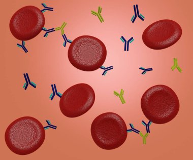 The formation of a bridge between red blood cells that have IgG bound to their surface creates agglutination 3d rendering
