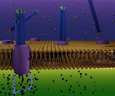 Life cycle of filamentous bacteriophage M13 in phospholipid bilayers 3d rendering