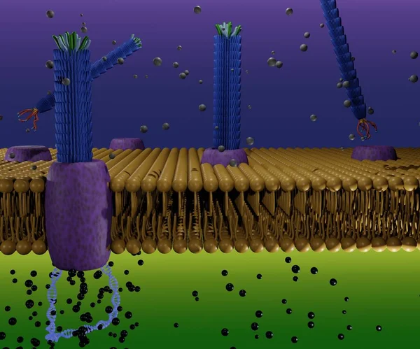 Life Cycle Filamentous Bacteriophage M13 Phospholipid Bilayers Rendering — Stock fotografie