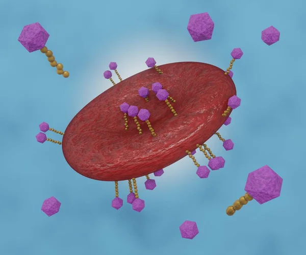 Loading Drugs Nanodrugs Carrier Red Blood Cells Rbc Erythrocytes Drug — Foto de Stock