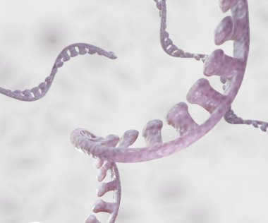 Ribonucleic acid or RNA is a nucleic acid present in all living cells that has structural similarities to DNA. RNA is most often single stranded 3d rendering