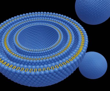 İzole olmuş çoklu lamellar Vesicle yapısı. 3D görüntüyü kapat