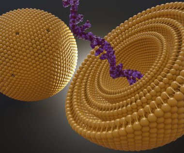 Çoklu lamellar kapsülün içinde izole edilmiş RNA ipliği. Genetik taşıyıcı ve kapsülasyon 3D görüntüleme