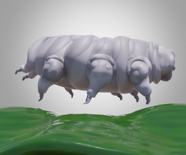Su ayıları veya yosun domuzcukları olarak bilinen tardigradlar, üç boyutlu izole edilmiş sekiz bacaklı mikro hayvanlardan oluşan bir filizdir.