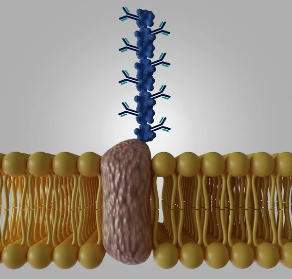Protein Algılama Antikorları Lipit Bikatman Dış Katman Üzerinde Bağışıklık Testlerinin — Stok fotoğraf