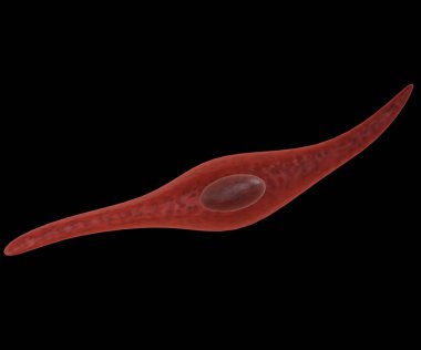 A smooth muscle cell is a spindle-shaped myocyte with a wide middle and tapering ends, and a single nucleus. Isolated 3d rendering clipart