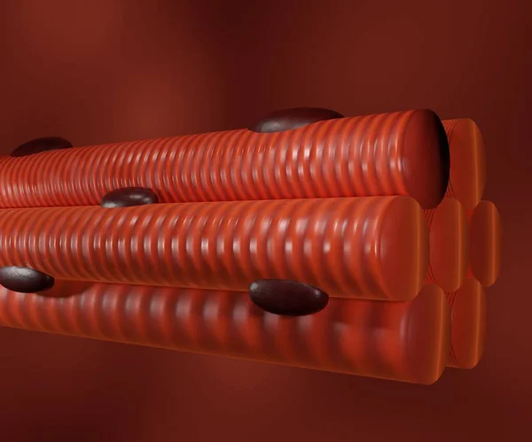 Skeletal muscle cells are long, cylindrical, and striated. A skeletal muscle contains multiple fascicles  bundles of muscle fibers 3d rendering