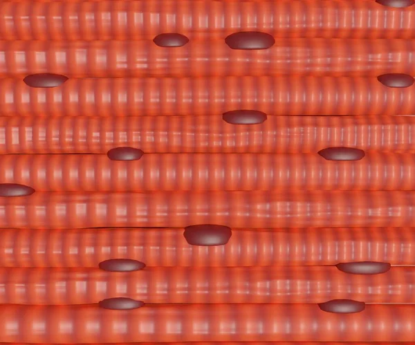 Skeletal muscle cells are long, cylindrical, and striated. A skeletal muscle contains multiple fascicles  bundles of muscle fibers 3d rendering