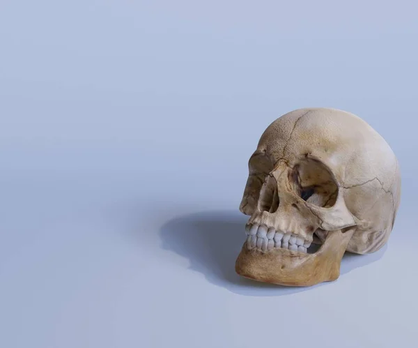 白色背景下孤立的人类古老头骨3D渲染 — 图库照片