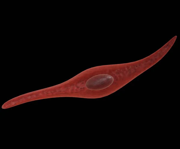 Pürüzsüz Kas Hücresi Geniş Bir Orta Incelen Uçları Tek Bir — Stok fotoğraf