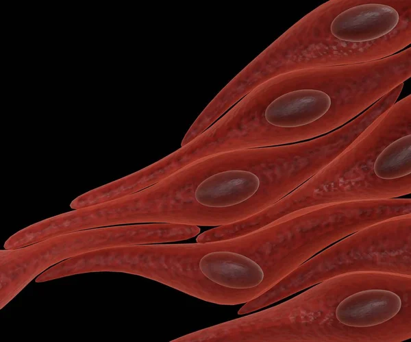 Una Célula Músculo Liso Miocito Forma Huso Con Extremos Anchos — Foto de Stock