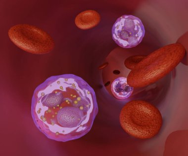 Nötrofiller ayrıca nörofositler, heterofiller veya polimoronükleer lökositler olarak da bilinir. Kan damarındaki alyuvar ve beyaz kan hücreleri 3D