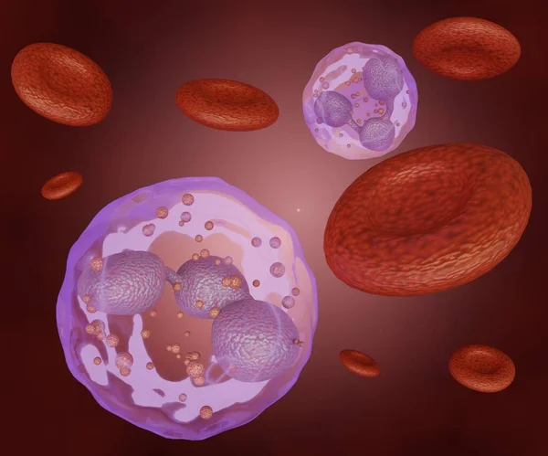 好中球 好中球 多核白血球としても知られています 血管内の赤血球と白血球3Dレンダリング — ストック写真
