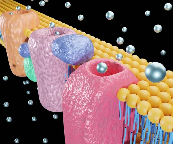 stock image The electron transport chain is a series of proteins and organic molecules found in the inner membrane of the mitochondria 3d rendering