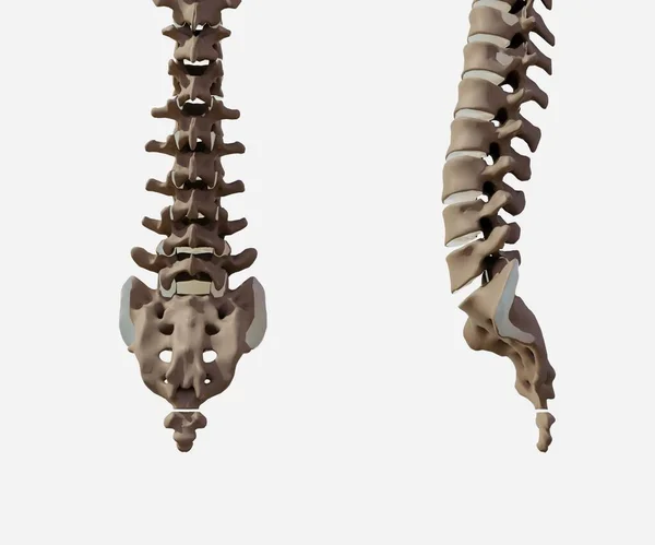 Vista Frontal Lateral Aislada Del Esqueleto Coxis Humano Sano —  Fotos de Stock