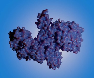 Botulinum toksin ya da botulinyum nörotoksin, Clostridium botulinum 3d tarafından üretilen bir nörotoksik proteindir.