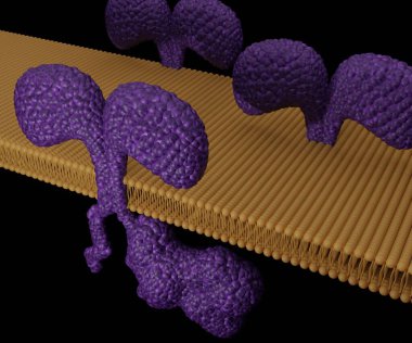 Bir kimerik antijen reseptörünün modeli, CD3 zeta 3D yapılandırmanın bir kısmına bağlı tek zincirli bir antikor Fv 'den oluşur.