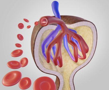 Kan, arteriollerden glomerulus 3d 'ye geçer.