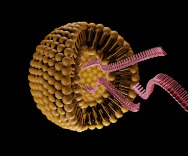 Liposomlar, siRNA, mRNA veya RNA gibi kargo moleküllerini tüp ve vivo 3 boyutlu hücrelere etkili bir şekilde iletmek için kullanılır.