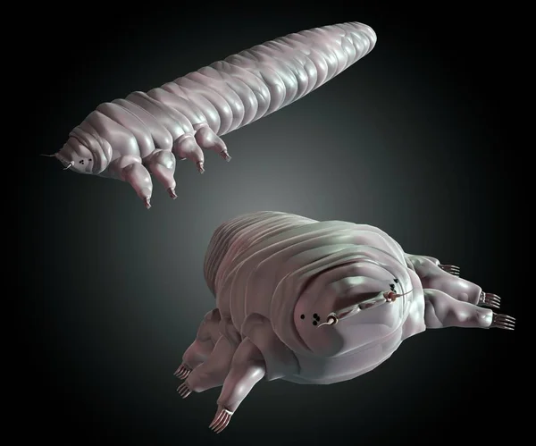 고문서 Demodex Folliculorum Mite 사람을 기생충의 일종이다 절지동물중에서 렌더링에 속한다 — 스톡 사진