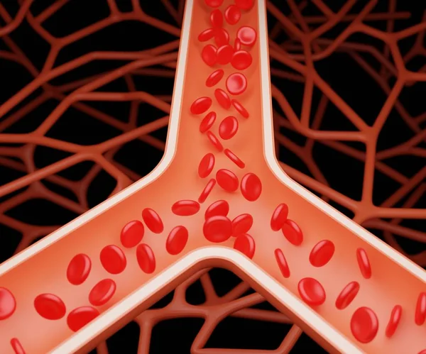 健康な赤血球の血中毛細血管のY字型の接合部は3Dレンダリングを流れます — ストック写真