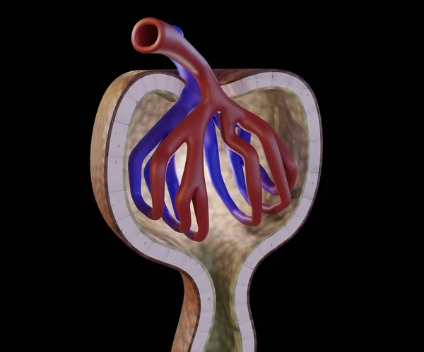 Kan Arteriollerden Glomerulus Geçer — Stok fotoğraf