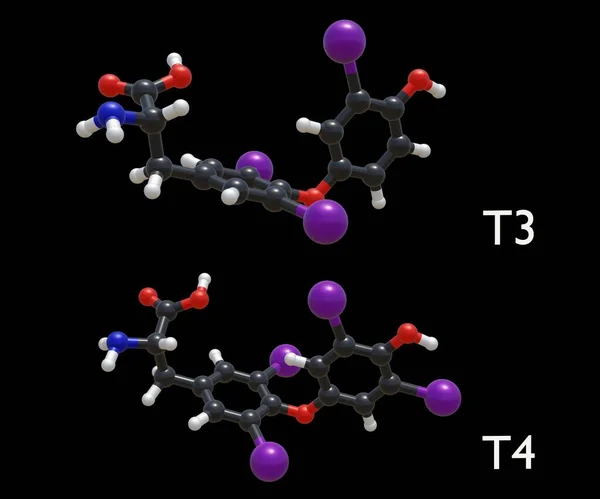 甲状腺によって生成される主なホルモンは シロキシンまたはテトラライオドチロニンまたはT4およびトリヨドチロニンまたはT3 3Dレンダリングです — ストック写真