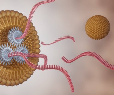 RNA iplikleri veya küçük müdahaleci RNA veya siRNA, mRNA veya CRISPR teslimatı lipid tabanlı nanopartiküller 3d