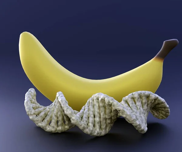 Разорванный Банан Спираль Днк Черном Фоне Рендеринг — стоковое фото