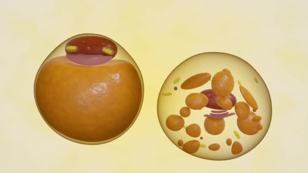 脂肪細胞や脂肪細胞としても知られています 隔離された白い脂肪細胞および茶色の細胞3Dレンダリング — ストック動画