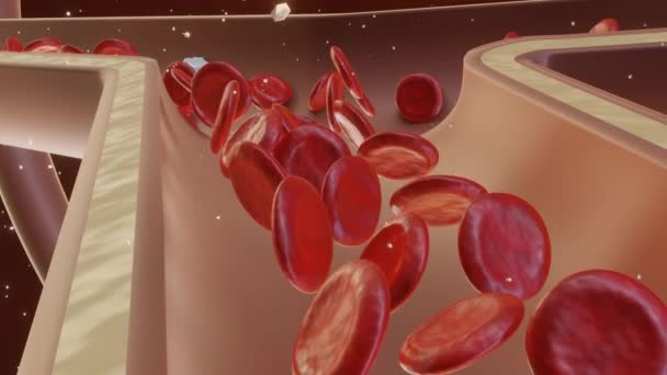 Közeli Alakú Csomópont Vér Kapilláris Egészséges Vörösvértestek Fehérvérsejtek Áramlását Renderelés — Stock videók