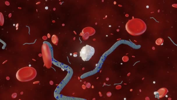 Ebola Virus Uvnitř Člověka Červenou Krví Bílých Krvinek Roztroušených — Stock video