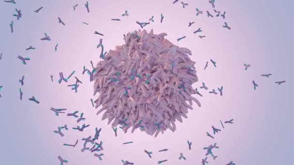 リンパ球と呼ばれる 白血球は 免疫系の一部です B細胞は通常抗体3Dレンダリングと呼ばれるタンパク質を作ることによって細菌から体を保護するのを助けます — ストック動画
