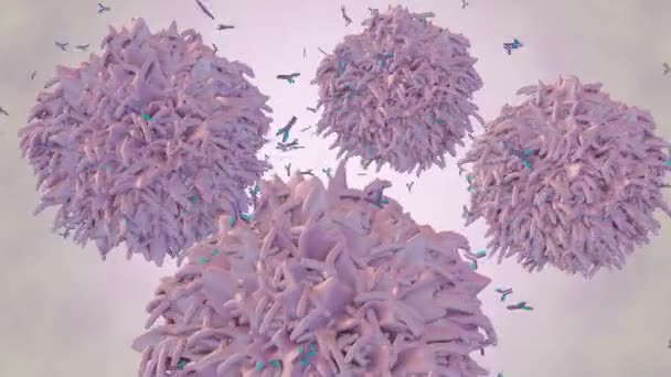 Λευκά Αιμοσφαίρια Που Ονομάζονται Λεμφοκύτταρα Οποία Αποτελούν Μέρος Του Ανοσοποιητικού — Αρχείο Βίντεο