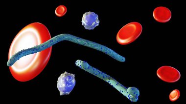 Kırmızı kan ve beyaz kan hücreleri dağılmış Ebola virüsü.